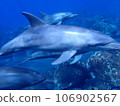 Dolphin of Mikurajima 106902567
