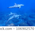 Dolphin of Mikurajima 106902570