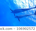 Dolphin of Mikurajima 106902572
