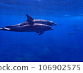 Dolphin of Mikurajima 106902575