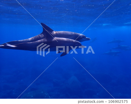 Dolphin of Mikurajima Dolphin of Mikurajima 106902575