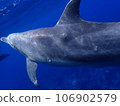 Dolphin of Mikurajima 106902579
