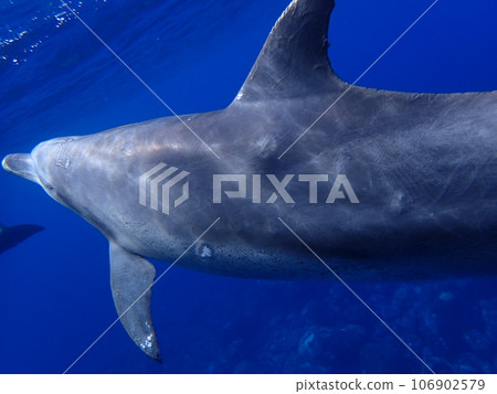 Dolphin of Mikurajima 106902579
