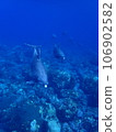 Dolphin of Mikurajima 106902582