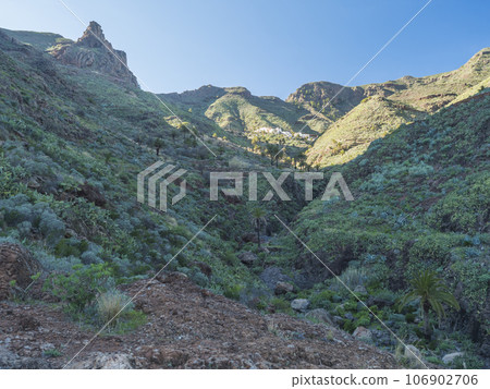 Scenic landscape at hiking trail through Barranco de Guarimiar Gorge. Green mountain canyon slopes with palm trees and succulent vegetation. La Gomera, Canary Islands, Spain, Europe. 106902706