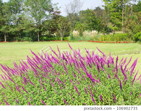 秋季墨西哥鼠尾草盛開的公園風景 106902735