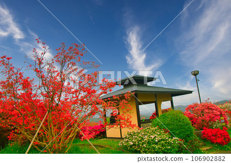 杜鵑花及休息區風景 杜鵑花及休息區風景 106902882