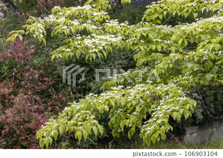 Scenery of fresh greenery and mountain grass in full bloom in May 106903104