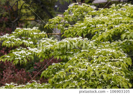 Scenery of fresh greenery and mountain grass in full bloom in May -2 106903105
