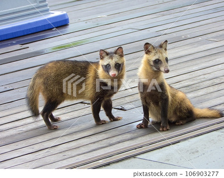 Hondo Tanuki Hondo Tanuki 106903277