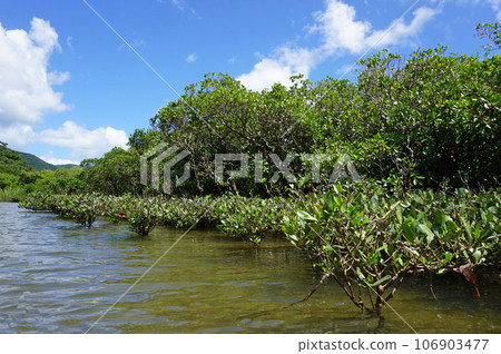 World Heritage Amami Oshima Mangrove virgin forest, Amami City, Kagoshima Prefecture, Japan 106903477