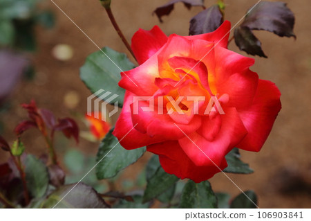 Arao City Ominous Citizen Flower Bed Rose Flower, 106903841
