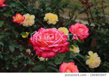 Arao City Ominous Citizen Flower Bed Rose Flower, Arao City Ominous Citizen Flower Bed Rose Flower, 106903847