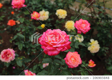 Arao City Ominous Citizen Flower Bed Rose Flower, 106903848