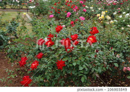 Arao City Ominous Citizen Flower Bed Rose Flower, 106903849