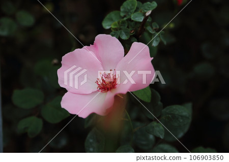 Arao City Ominous Citizen Flower Bed Rose Flower, 106903850