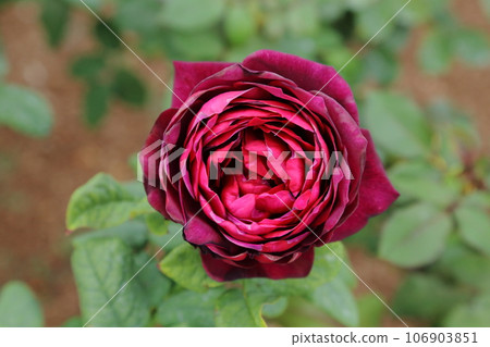 Arao City Ominous Citizen Flower Bed Rose Flower, 106903851