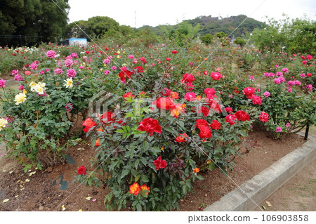 荒尾市少女公民花壇玫瑰花， 106903858
