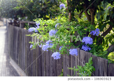 Bluefin flowers blooming in the alleys of Onomichi-2 106903923