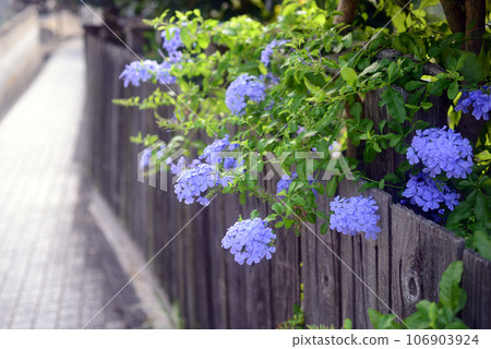 Bluefin flowers blooming in the alleys of Onomichi-1 106903924