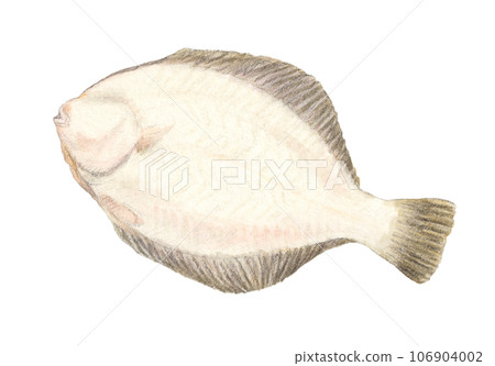 Flatfish (back) watercolor pencil fish illustration 106904002