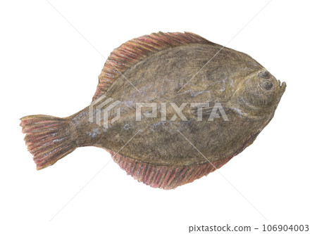 Flatfish (front) watercolor pencil fish illustration 106904003