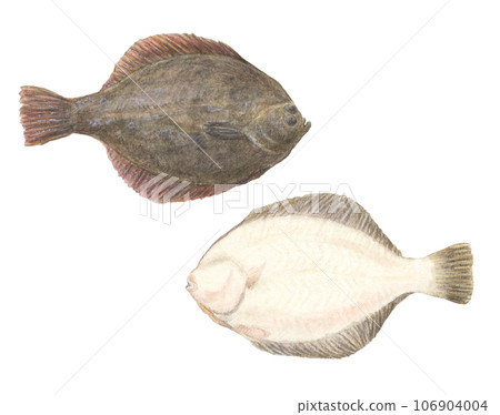 Flatfish (both sides) watercolor pencil fish illustration 106904004