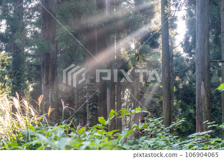 神秘的雪松林 神秘的雪松林 106904065