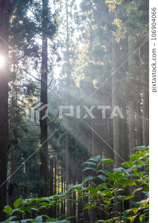 mysterious cedar forest mysterious cedar forest 106904066