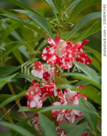 Red and white squeezed balsam 106904348