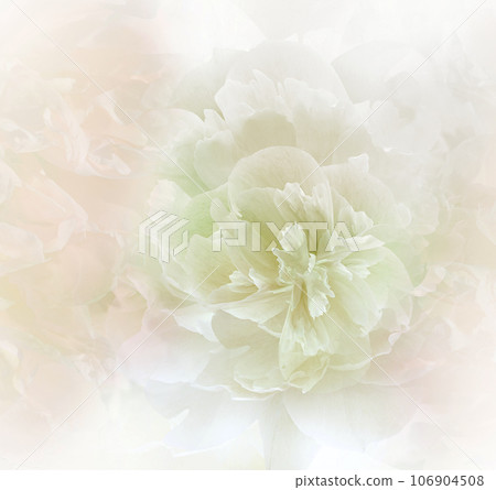 Light green peony flower. Floral background. Closeup. For design. Nature. Light green peony flower. Floral background. Closeup. For design. Nature. 106904508