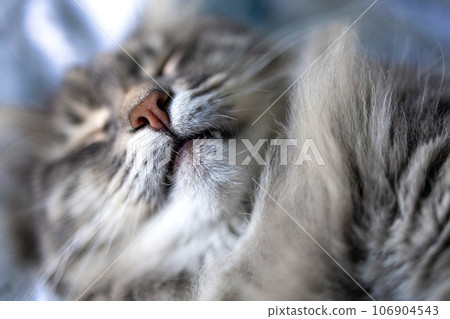 gray cat close-up. macro shot of a cat. nose of a cute cat close-up. photo with shallow depth of field gray cat close-up. macro shot of a cat. nose of a cute cat close-up. photo with shallow depth of field 106904543