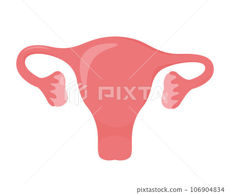 Uterus. Woman reproductive health illustration. Gynecology. Anatomy. Vector illustration. Uterus. Woman reproductive health illustration. Gynecology. Anatomy. Vector illustration. 106904834