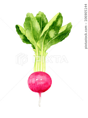 Red turnip vegetable hand-drawn watercolor illustration material Red turnip vegetable hand-drawn watercolor illustration material 106905144