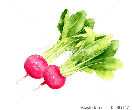 Red turnip vegetable hand-drawn watercolor illustration material 106905147