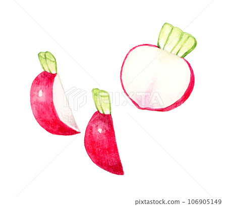Hand-drawn watercolor illustration of cut red turnip vegetable 106905149