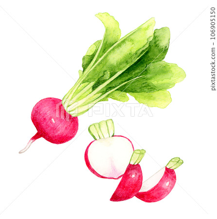 Hand-drawn watercolor illustration of cut red turnip vegetable 106905150