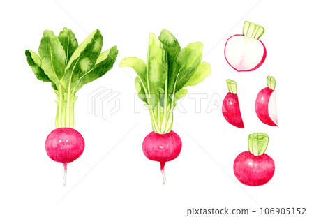 Set of red turnips, hand-drawn watercolor illustrations of vegetables 106905152