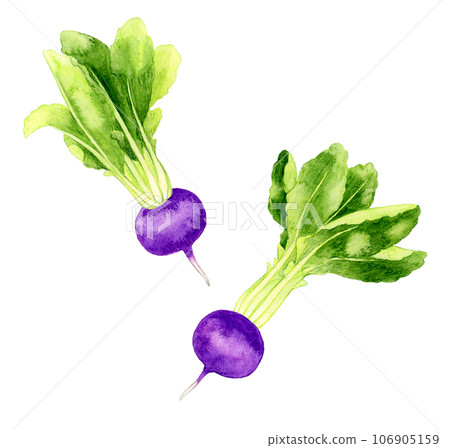 紫蘿蔔蔬菜手繪水彩插畫素材 106905159