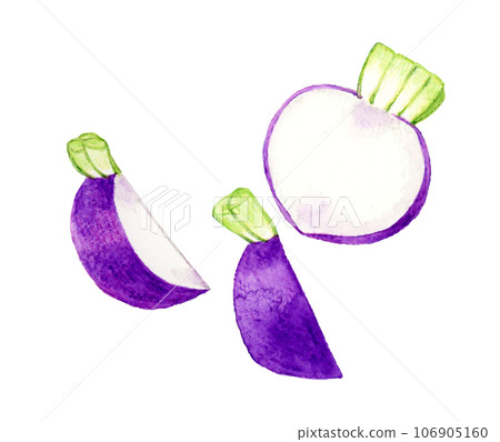 Hand-drawn watercolor illustration of cut purple turnip vegetables 106905160