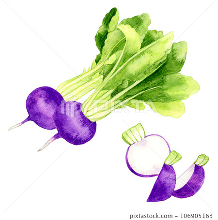 Hand-drawn watercolor illustration of cut purple turnip vegetables 106905163