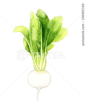 白蘿蔔蔬菜手繪水彩插畫素材 106905168
