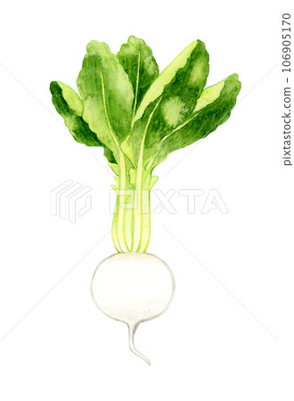 White turnip vegetable hand-drawn watercolor illustration material White turnip vegetable hand-drawn watercolor illustration material 106905170