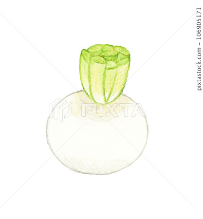 白蘿蔔蔬菜手繪水彩插畫素材 白蘿蔔蔬菜手繪水彩插畫素材 106905171