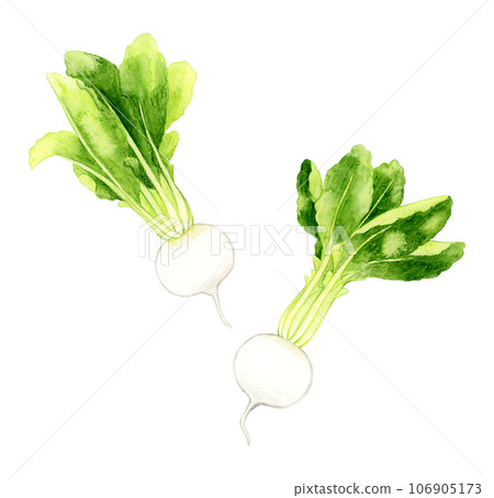 白蘿蔔蔬菜手繪水彩插畫素材 106905173