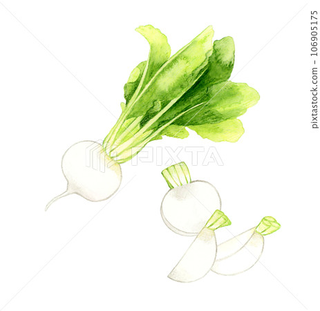 手繪水彩插圖切白蘿蔔蔬菜 手繪水彩插圖切白蘿蔔蔬菜 106905175