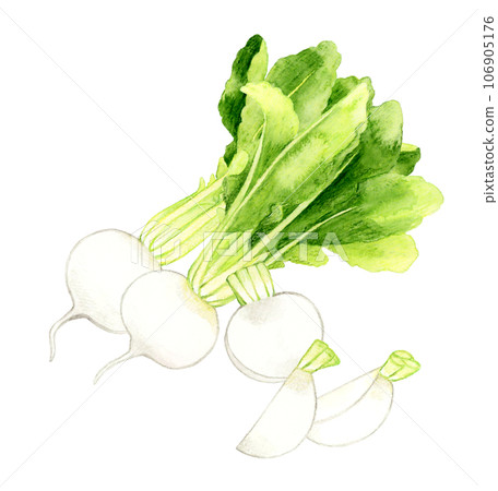 Hand-drawn watercolor illustration of cut white turnip vegetables 106905176