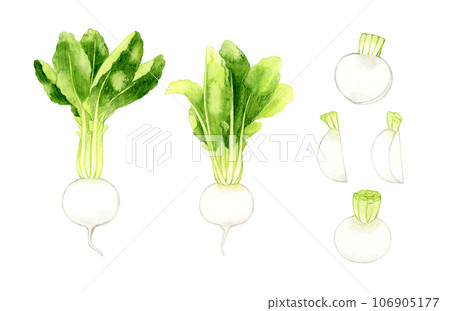 Set of white turnips, hand-drawn watercolor illustrations of vegetables 106905177