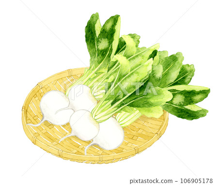 竹漏勺上的白蘿蔔，手繪水彩蔬菜插圖 106905178