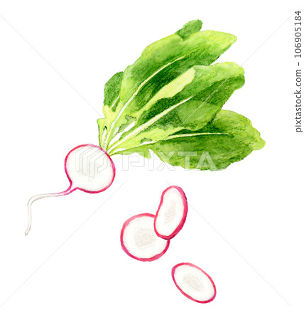 Cut radish vegetable hand-drawn watercolor illustration material 106905184